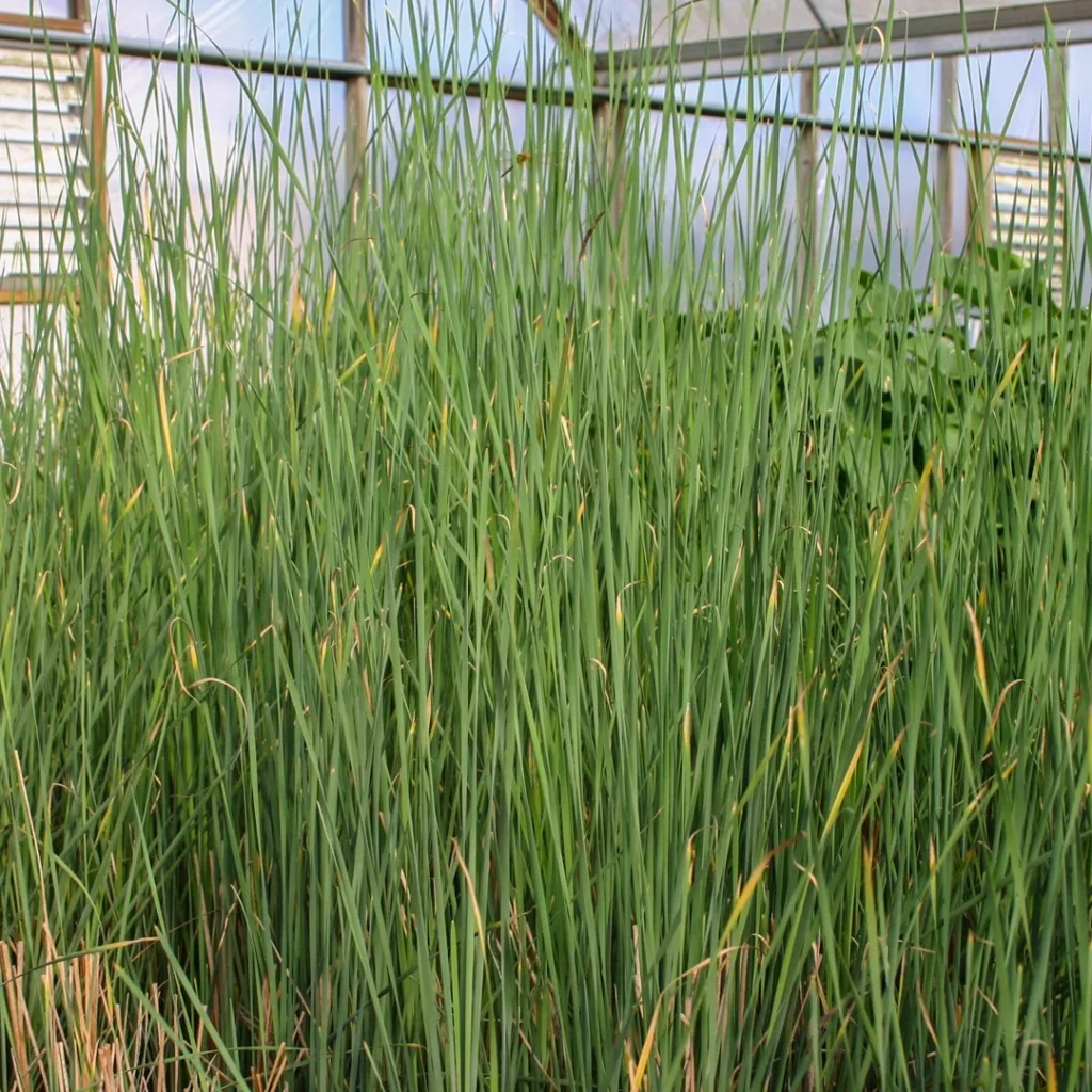 Buy Marginal Pond Plants to Enhance Your Pond’s Edges
