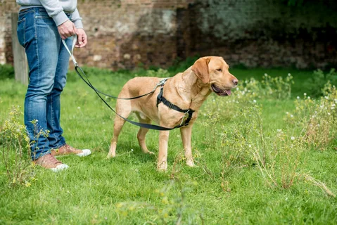 Leash Pulling Correction for Dogs That Works